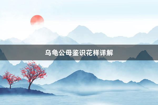 乌龟公母鉴识花样详解